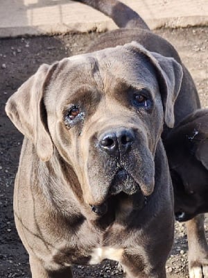 Radium du temple de jade