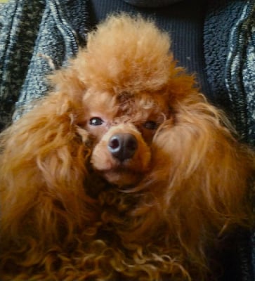 Undawen des Loves De Celia