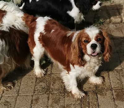 https://chiens-de-france.com/photo/chiens/2025_06/tn200/TN200_chiens-Cavalier-King-Charles-Spaniel-0ce62063-6981-56a4-4907-3b01f0b090ff_min.jpg