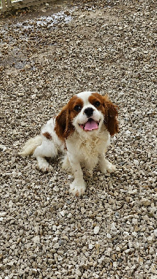 Theodore De L'Arc De Sedo