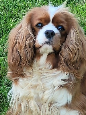 https://chiens-de-france.com/photo/chiens/2025_06/tn200/TN200_chiens-Cavalier-King-Charles-Spaniel-9640f8a6-7fd6-8b84-ed5b-e40217f7f759_min.jpg