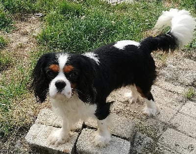 Vinsmoke Du Domaine Des Coeurs Blancs