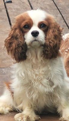 https://chiens-de-france.com/photo/chiens/2025_06/tn200/TN200_chiens-Cavalier-King-Charles-Spaniel-b32e850d-5340-9ef4-8dac-89f72e367d16_min.jpg