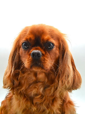 https://chiens-de-france.com/photo/chiens/2025_06/tn200/TN200_chiens-Cavalier-King-Charles-Spaniel-e2b0a2e0-c846-7e44-c192-faad5e899b15_min.jpg