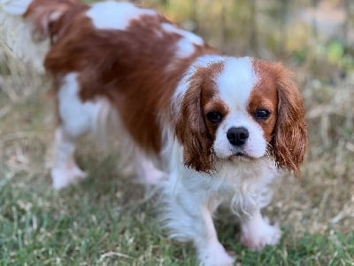 https://chiens-de-france.com/photo/chiens/2025_06/tn200/TN200_chiens-Cavalier-King-Charles-Spaniel-f80c0f26-e891-22a4-3dae-b941879b0f4f_min.jpg
