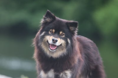 https://chiens-de-france.com/photo/chiens/2025_06/tn200/TN200_chiens-Chien-finnois-de-Laponie-4abb04bd-230b-2d74-d9a4-23a0216355ad_min.jpg