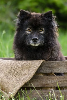 https://chiens-de-france.com/photo/chiens/2025_06/tn200/TN200_chiens-Chien-finnois-de-Laponie-c5b0b393-f5fc-1834-51aa-f234113c0f7d_min.jpg