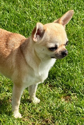 https://chiens-de-france.com/photo/chiens/2025_06/tn200/TN200_chiens-Chihuahua-030147a7-2799-8654-811e-0f4aacb54d4c_min.jpg