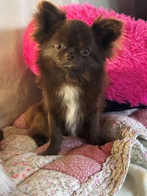 Usopp sniperking royaume de casabelle