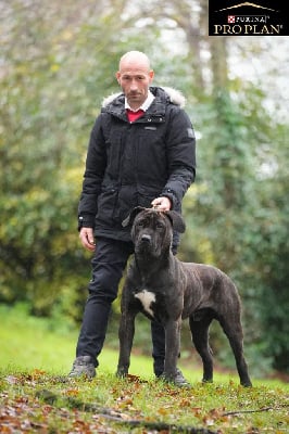 CH. T'ricky Du Lor'molosses