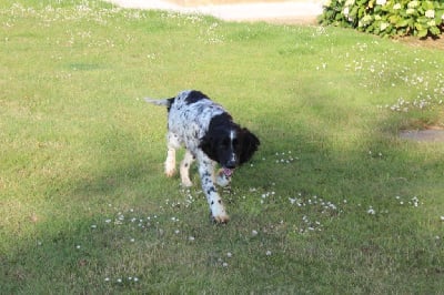https://chiens-de-france.com/photo/chiens/2025_06/tn200/TN200_chiens-English-Springer-Spaniel-3e29cc6f-3dda-3844-cd9b-a8abf001babc_min.jpg