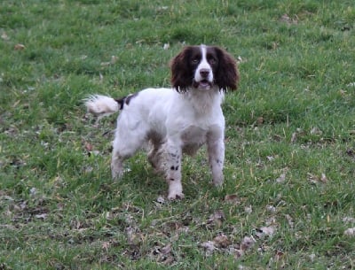 TR. Twin des garrigues de beaulieu