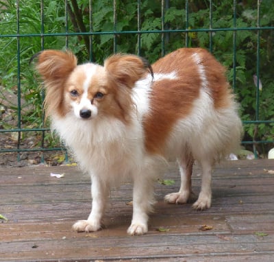 https://chiens-de-france.com/photo/chiens/2025_06/tn200/TN200_chiens-Epagneul-nain-Continental-Papillon--a7000d7f-5642-ed44-5914-edfc295fd826_min.jpg