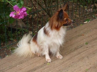 https://chiens-de-france.com/photo/chiens/2025_06/tn200/TN200_chiens-Epagneul-nain-Continental-Papillon--a7679e7b-9626-4364-2579-090e9cf02524_min.jpg