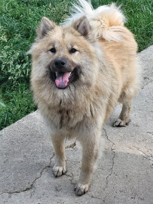 https://chiens-de-france.com/photo/chiens/2025_06/tn200/TN200_chiens-Eurasier-71fadab7-a45d-4254-a185-04a6a0788c79_min.jpg