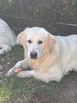 https://chiens-de-france.com/photo/chiens/2025_06/tn200/TN200_chiens-Golden-Retriever-28d96ac9-359e-0194-9d17-7a5278bb51c0_min.jpg