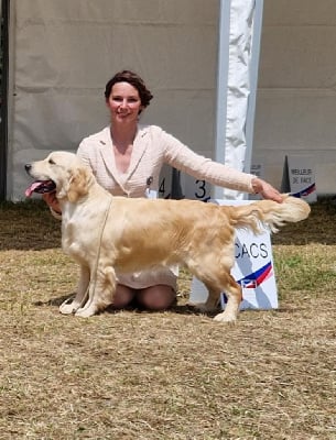 https://chiens-de-france.com/photo/chiens/2025_06/tn200/TN200_chiens-Golden-Retriever-ddbd6672-b4d0-b504-b52f-570051b74bfa_min.jpg