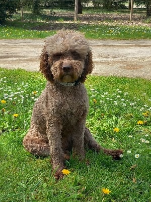https://chiens-de-france.com/photo/chiens/2025_06/tn200/TN200_chiens-Lagotto-Romagnolo-20fb84c8-6730-8674-01b3-4794a2e1be8f_min.jpg