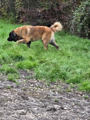 https://chiens-de-france.com/photo/chiens/2025_06/tn200/TN200_chiens-Leonberger-6090a4f2-5160-3af4-a9bb-a272757032f6_min.jpg