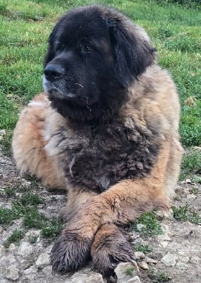 https://chiens-de-france.com/photo/chiens/2025_06/tn200/TN200_chiens-Leonberger-8368b892-1192-4974-b932-24a264122b55_min.jpg