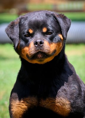 https://chiens-de-france.com/photo/chiens/2025_06/tn200/TN200_chiens-Rottweiler-908711aa-a3b7-d034-c565-46fef3cf8837_min.jpg