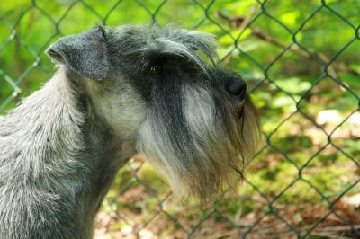 Gigolo 1er de lordship's