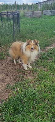 https://chiens-de-france.com/photo/chiens/2025_06/tn200/TN200_chiens-Shetland-Sheepdog-0e684dea-3b36-51c4-3921-42ef5dd77937_min.jpg