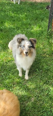 https://chiens-de-france.com/photo/chiens/2025_06/tn200/TN200_chiens-Shetland-Sheepdog-3f80eaa7-5a33-8b14-4923-878d3e65222e_min.jpg