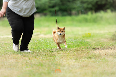 https://chiens-de-france.com/photo/chiens/2025_06/tn200/TN200_chiens-Shiba-7b8a35f7-f212-7284-891d-69a7394c64ed_min.jpg