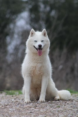 https://chiens-de-france.com/photo/chiens/2025_06/tn200/TN200_chiens-Siberian-Husky-8045edbb-fc15-9134-3d1b-66e055d51c00_min.jpg