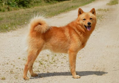 CH. Uhkea uljas of artic cobaka