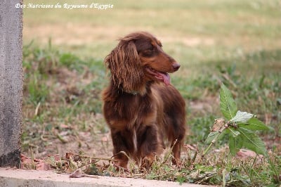 https://chiens-de-france.com/photo/chiens/2025_06/tn200/TN200_chiens-Teckel-poil-long-796ae046-f90c-1794-fd4f-a079c343124e_min.jpg