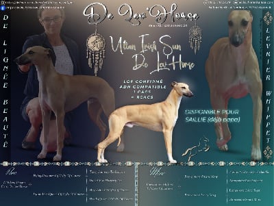 Ultan irish sun De Lev'horse