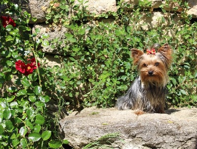 https://chiens-de-france.com/photo/chiens/2025_06/tn200/TN200_chiens-Yorkshire-Terrier-0c6f4169-8899-5154-a979-931b158b8767_min.jpg