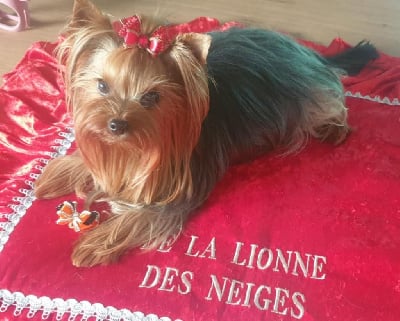 https://chiens-de-france.com/photo/chiens/2025_06/tn200/TN200_chiens-Yorkshire-Terrier-523f3309-d003-a8e4-3189-330ff63054ba_min.jpg
