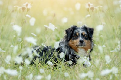 https://chiens-de-france.com/photo/chiens/2025_07/tn200/TN200_2025101412470568ee2a291357f.jpg