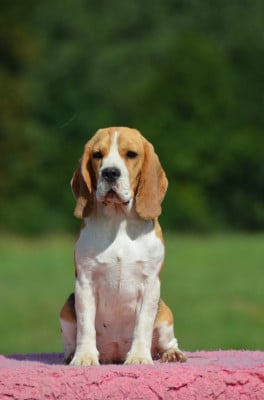 https://chiens-de-france.com/photo/chiens/2025_07/tn200/TN200_20251130152036692c52b46e9d8.jpeg