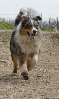 Vegas blue star Des Gardiens D'Eole