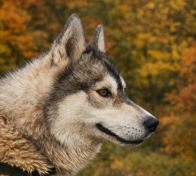 https://chiens-de-france.com/photo/chiens/2025_07/tn200/TN200_20260120174508696fb11432f05.png