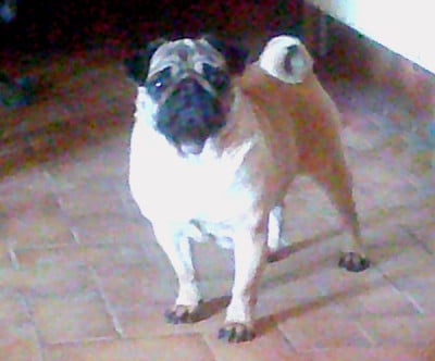 https://chiens-de-france.com/photo/chiens/2025_07/tn200/TN200_202601241717466974f0aaa3703.jpg