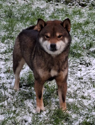 Uchiwa sasuke of Skystaff Starbuck