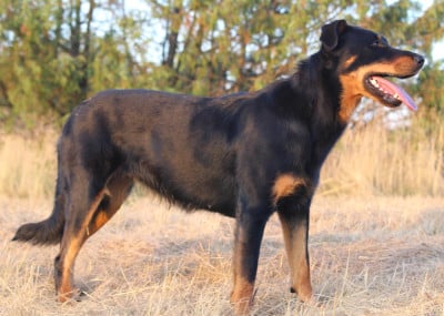 https://chiens-de-france.com/photo/chiens/2025_07/tn200/TN200_2026032422444169c305c9574fd.jpg