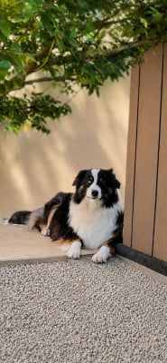 https://chiens-de-france.com/photo/chiens/2025_07/tn200/TN200_2026050915035469ff30ba0bc20.jpg