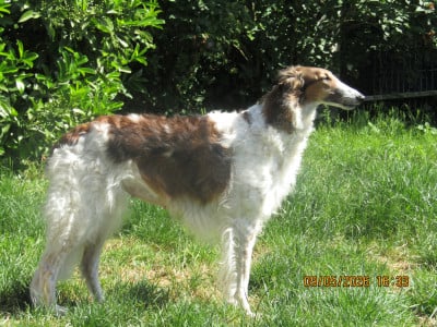 https://chiens-de-france.com/photo/chiens/2025_07/tn200/TN200_2026050920401869ff7f925e726.jpg