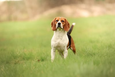 https://chiens-de-france.com/photo/chiens/2025_07/tn200/TN200_202605282158516a189e7b00a38.jpg