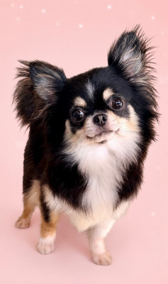 https://chiens-de-france.com/photo/chiens/2025_07/tn200/TN200_202608221749516a89c51f7ae86.jpg