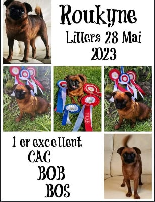 https://chiens-de-france.com/photo/chiens/2025_07/tn200/TN200_chiens--05f133da-2cdb-7ad4-c96f-590ba2b305c9_min.jpg