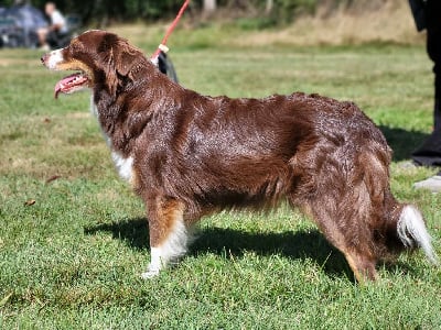 https://chiens-de-france.com/photo/chiens/2025_07/tn200/TN200_chiens--06270ffe-0907-2164-75c0-76594aacb367_min.jpg