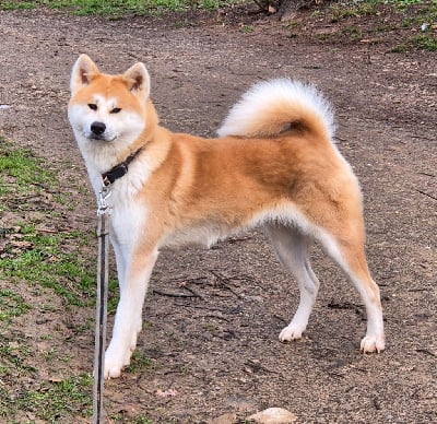 https://chiens-de-france.com/photo/chiens/2025_07/tn200/TN200_chiens-Akita-6a919e9b-ed02-8084-1186-0d638dee7298_min.jpg