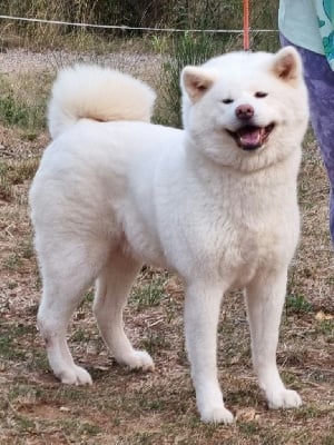 https://chiens-de-france.com/photo/chiens/2025_07/tn200/TN200_chiens-Akita-9a83b3de-fee1-5304-891f-6a77368f90c4_min.jpg